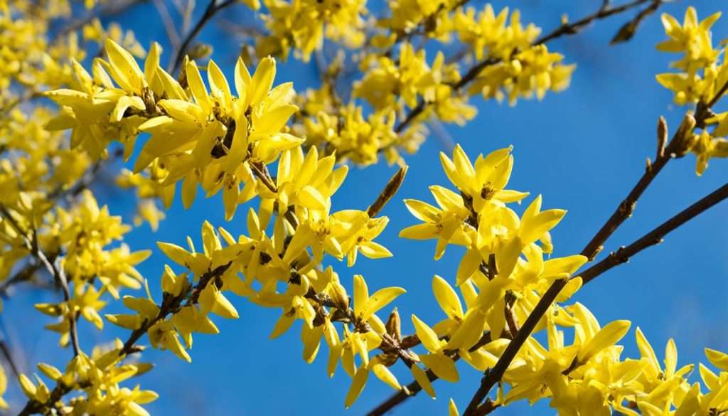 Strahlende Schönheit der Forsythie